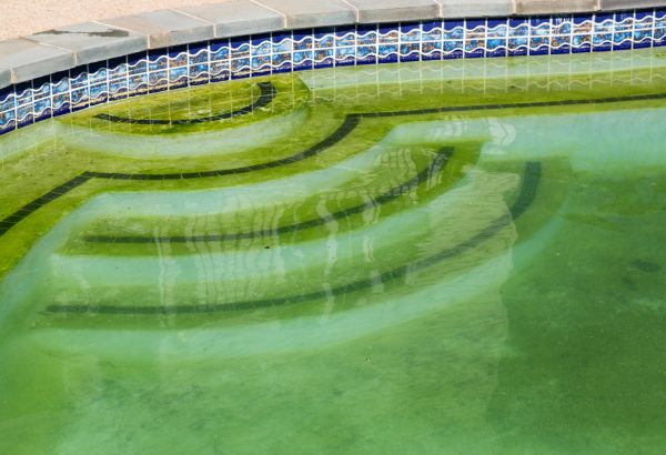 Cost of Pool Deck Algae Removal in Charleston